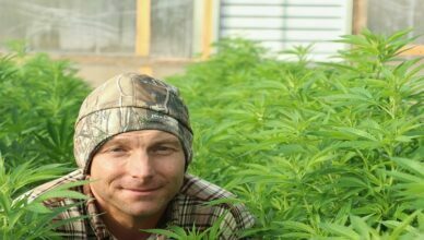 Cannabis